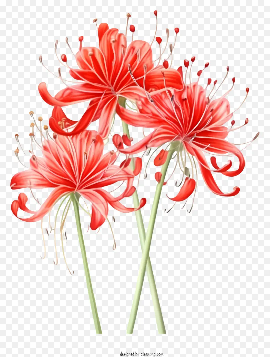 Hoa đỏ cánh hoa dài Cánh hoa nhỏ Trung tâm nền đen - Ba bông hoa màu đỏ trên nền đen, bình, bàn