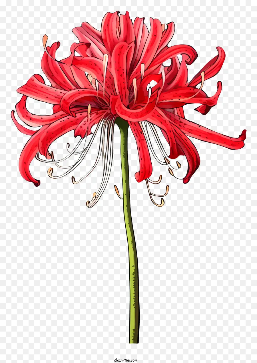 fiore rosso - Fiore rosso pieno di fioriture con petali appuntiti