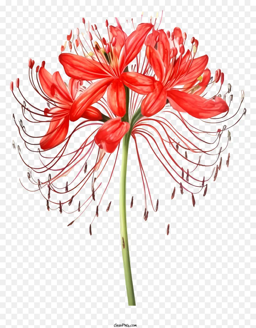 rote Blume - Nahaufnahme Bild der roten Blume auf schwarzem Hintergrund