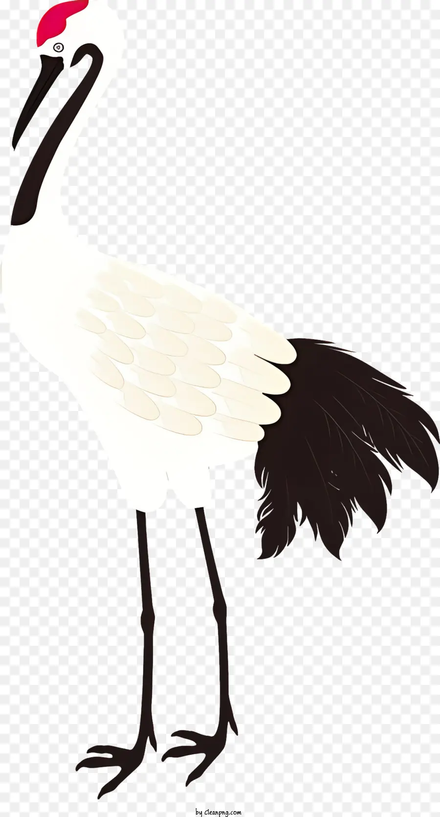 bird long beak black feathers thin body standing on legs