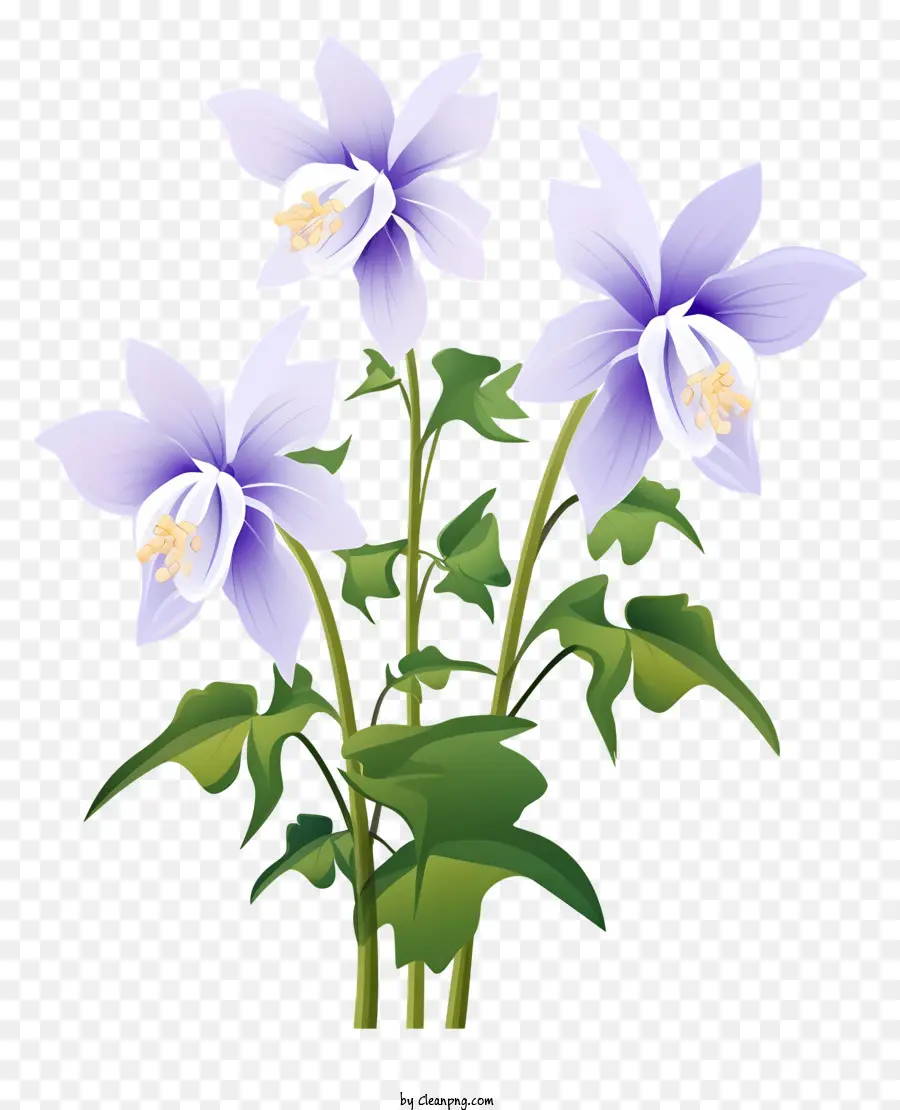 fiori fiori viola fiori grandi fiori foglie verdi al centro bianco - Tre grandi fiori viola con foglie verdi