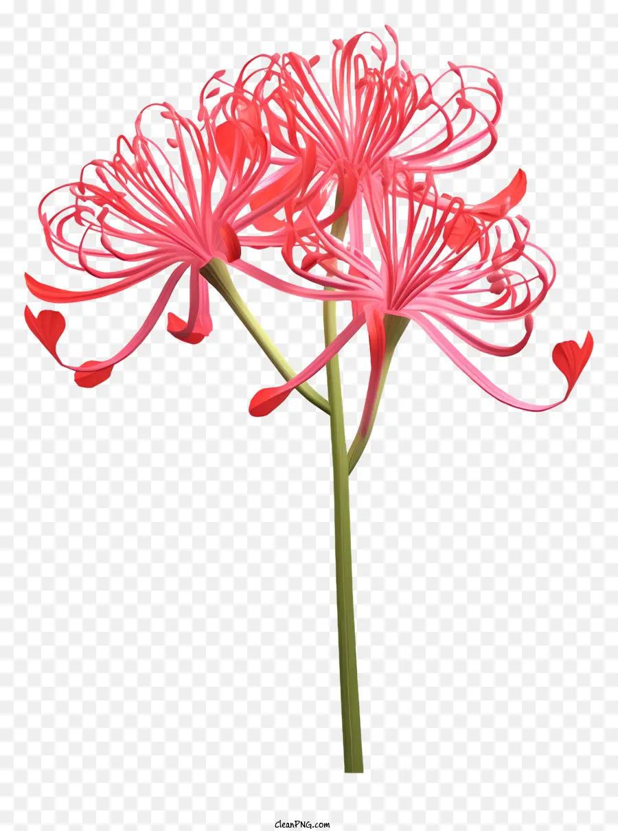 fiore rosa - Fiore rosa con petali lunghi, foglie verdi