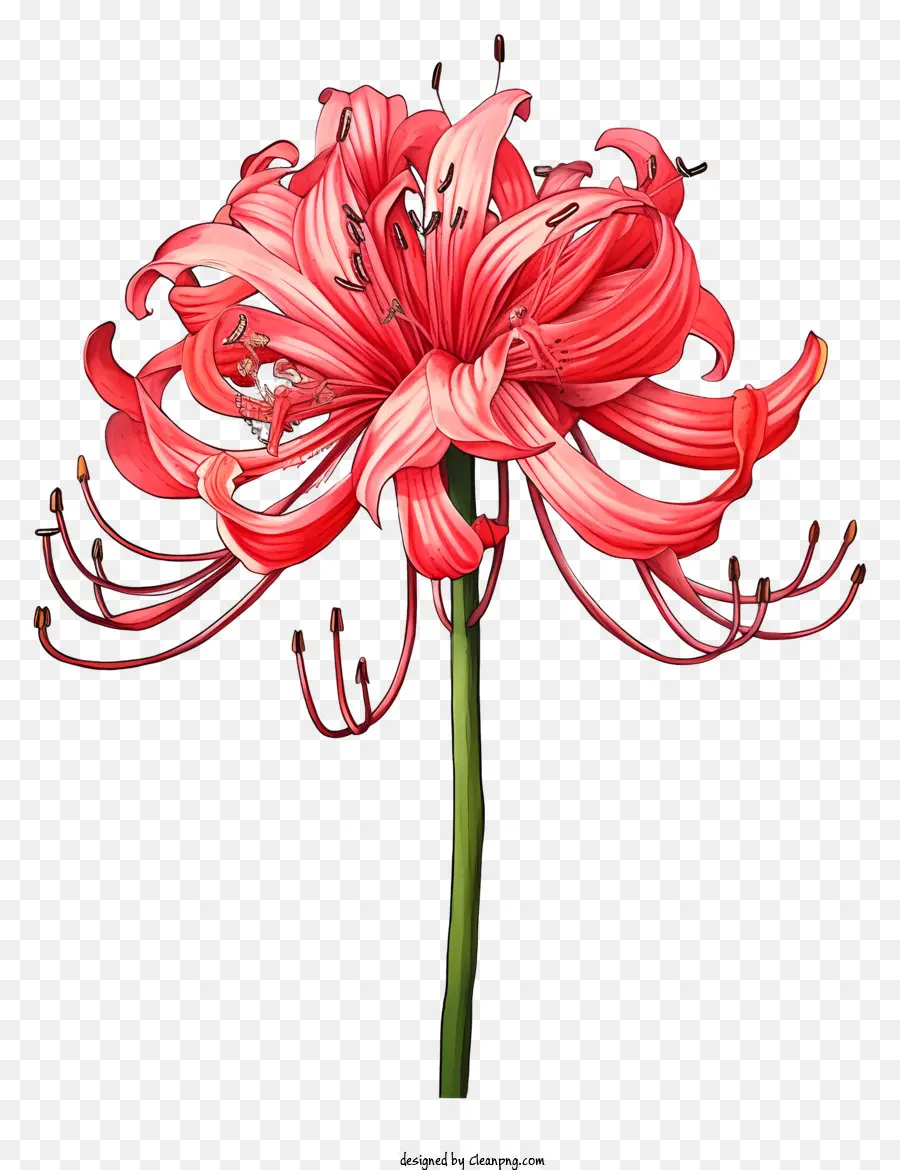 Tulpenblume Rotrosa Weiß - Detailliert, realistisch rot, rosa und weißer Tulpe