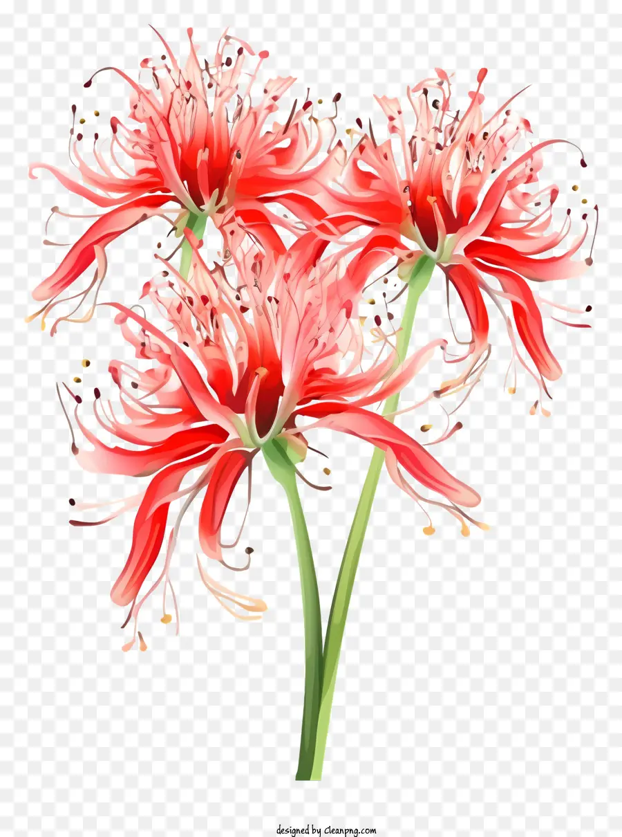 bouquet di fiori - Gruppo di fiori rossi e rosa nel bouquet