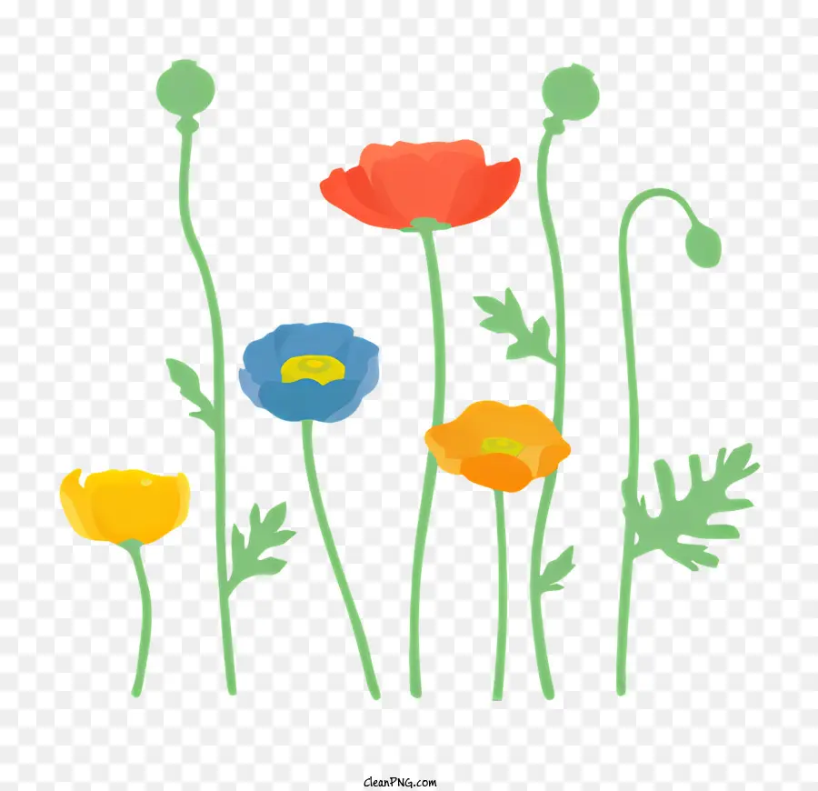 colorful flowers poppies field of flowers blue sky clouds