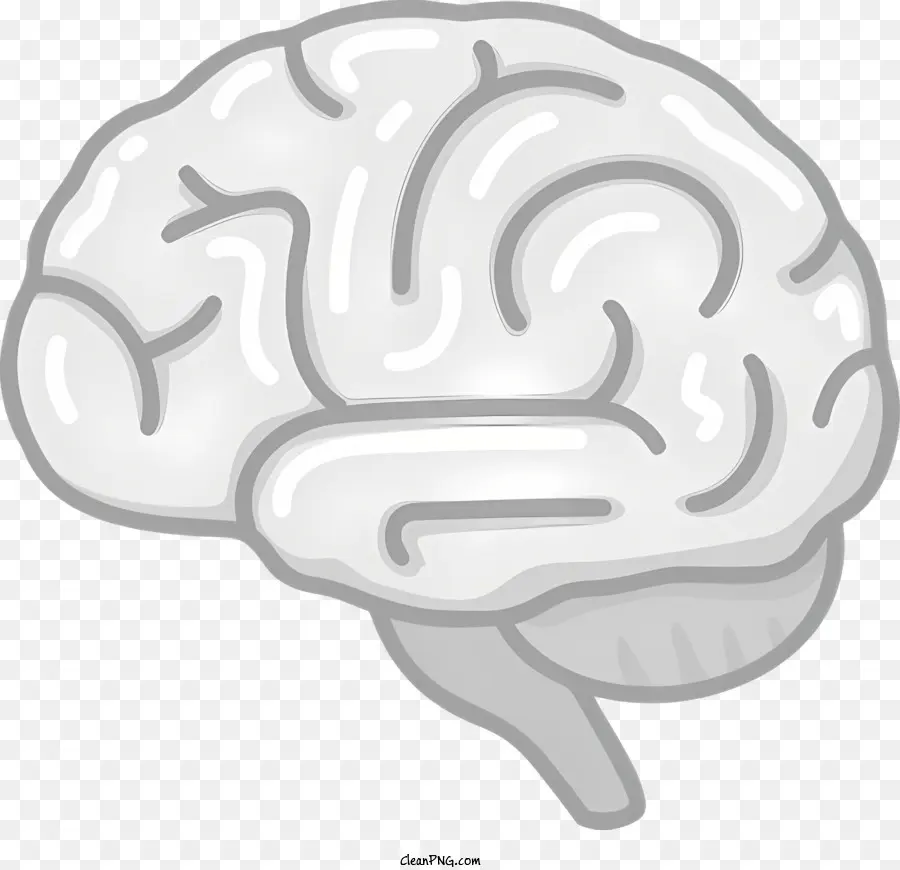 Gehirnanatomie graue Mater - Statisches, symmetrisches Gehirn mit glatter grauer Substanz
