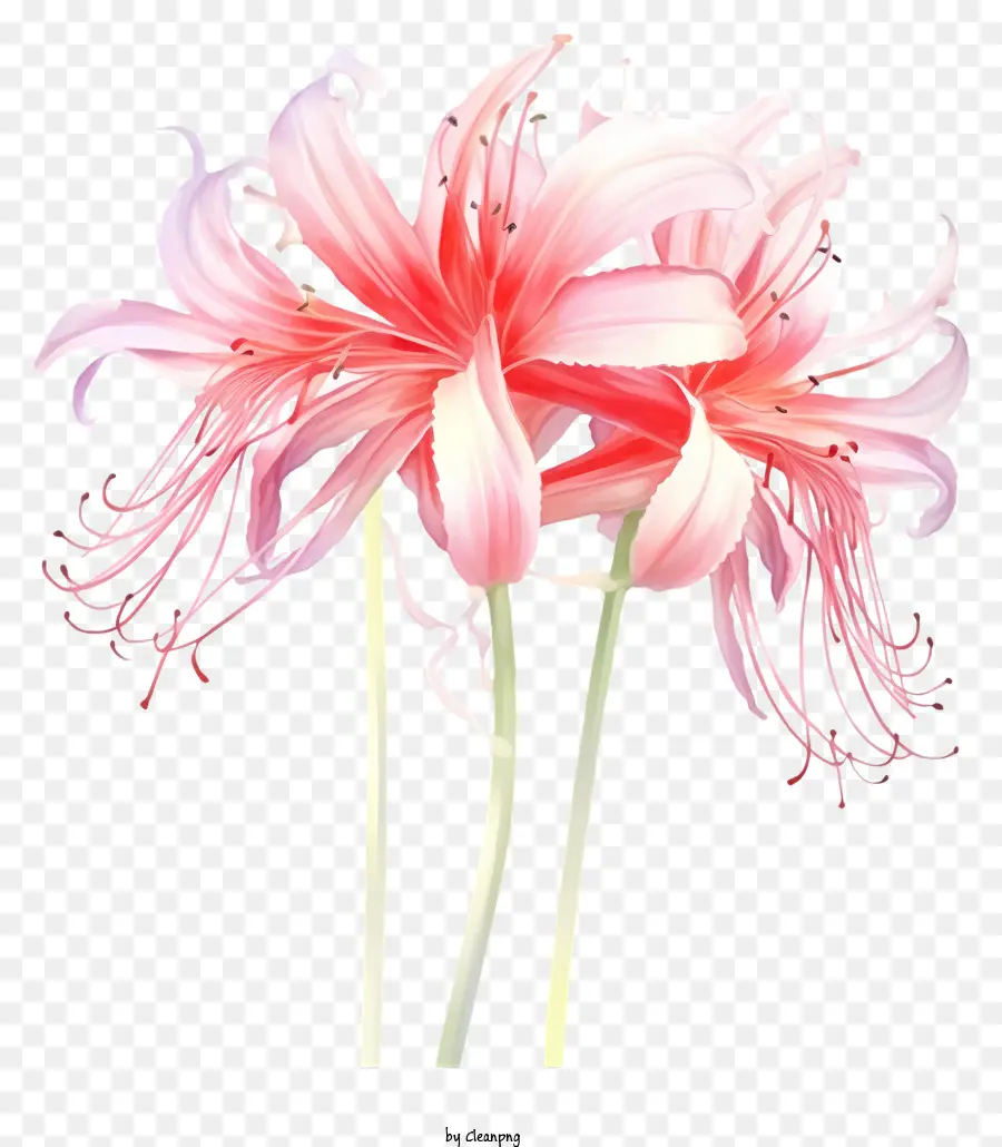 Pink Lilies Blumen in voller blühender gebogener Blütenblätter stabiler Stielsymmetrischmuster - Pink Lilien in voller Blüte auf schwarzem Hintergrund