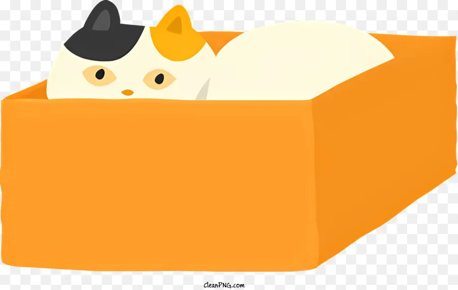 Cat Calico Cat Black and White Cat Orange Box trong hộp - Mèo trắng và đen ngồi trong hộp màu cam