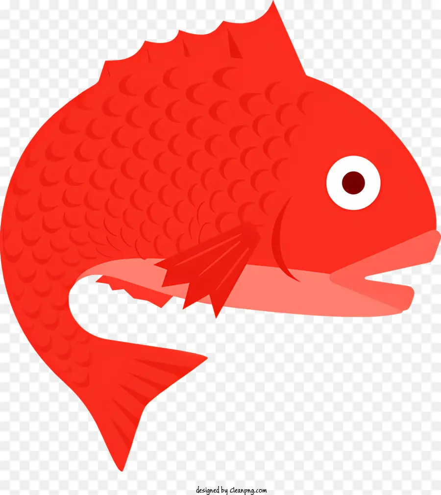 pesce rosso pesce di pesce a bocca aperta denti taglienti pesce sottile pesce - Immagine: pesce rosso con occhi grandi, bocca aperta, denti affilati, corpo sottile, coda piatta, sfondo nero