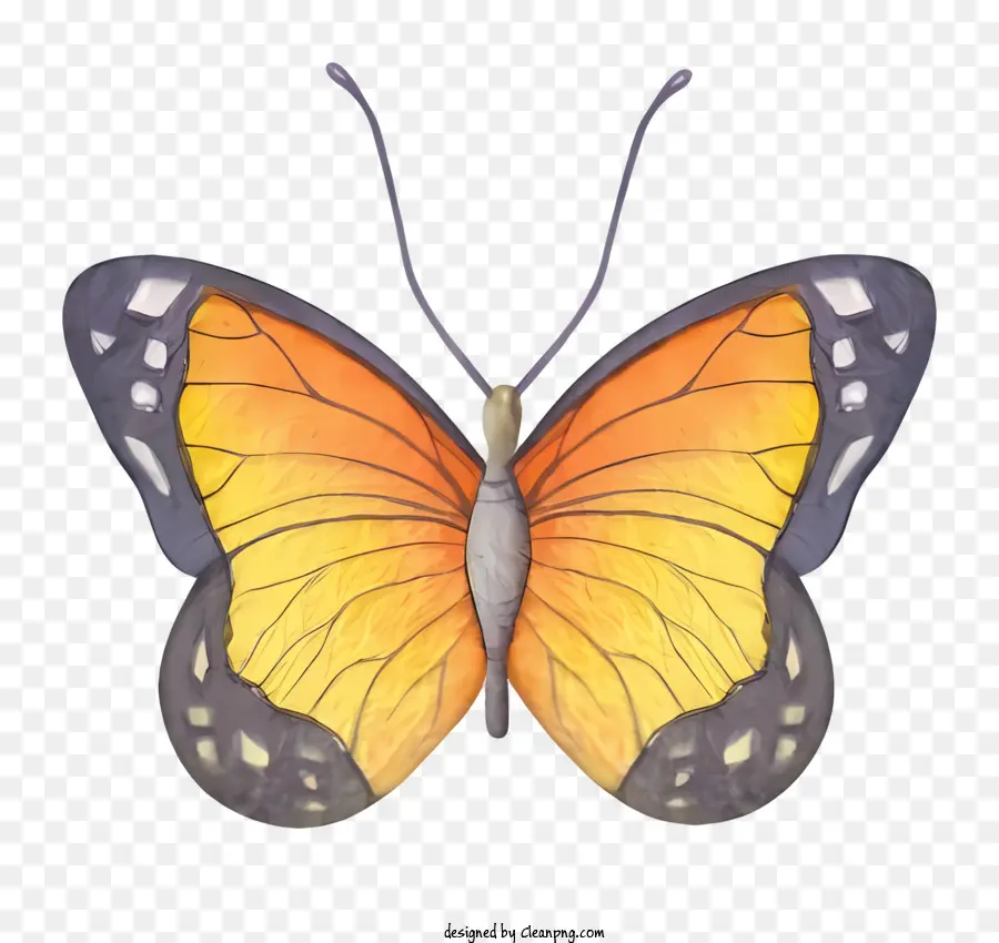 orangefarbener Schmetterling transparente Flügel Schmetterlingsmarkierungen durchscheinender Körperbilder - Orangefarbener Schmetterling mit transparenten Flügeln auf schwarzem Hintergrund