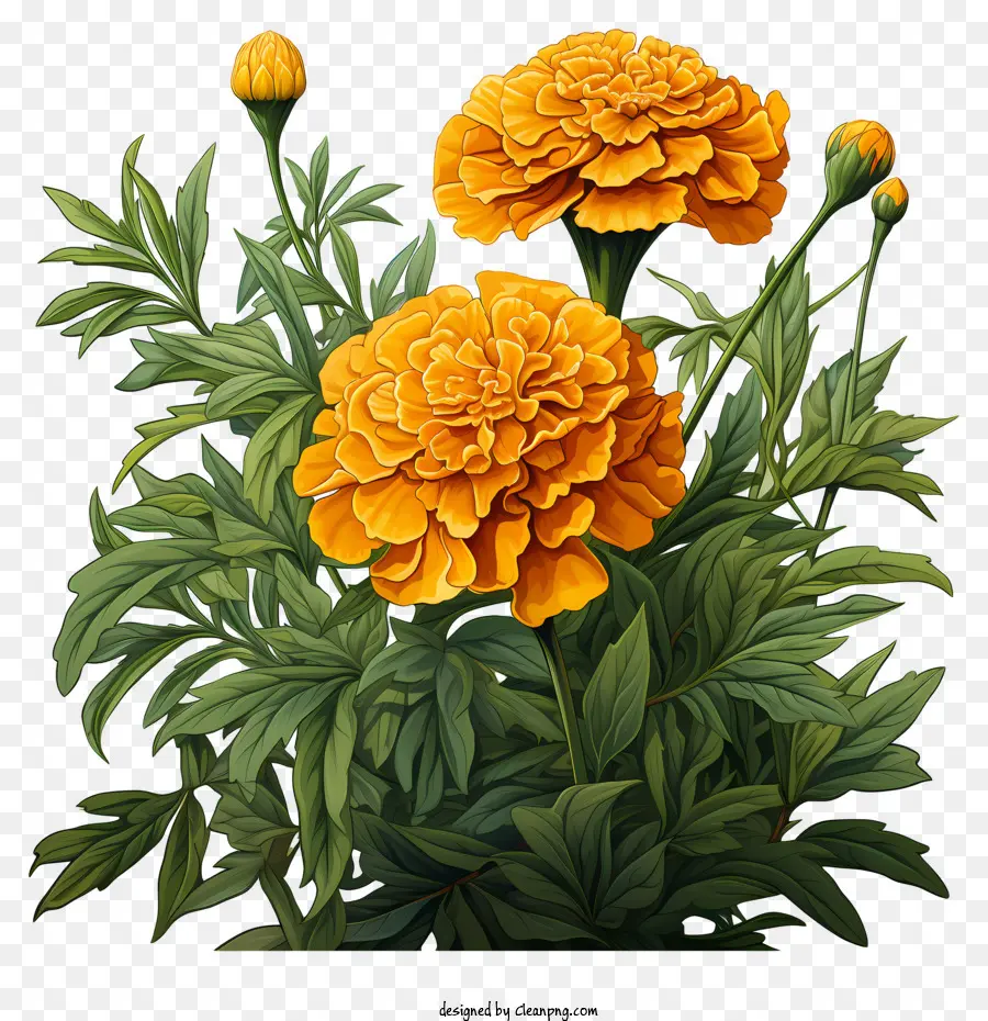 painting bouquet orange carnations black background cluster