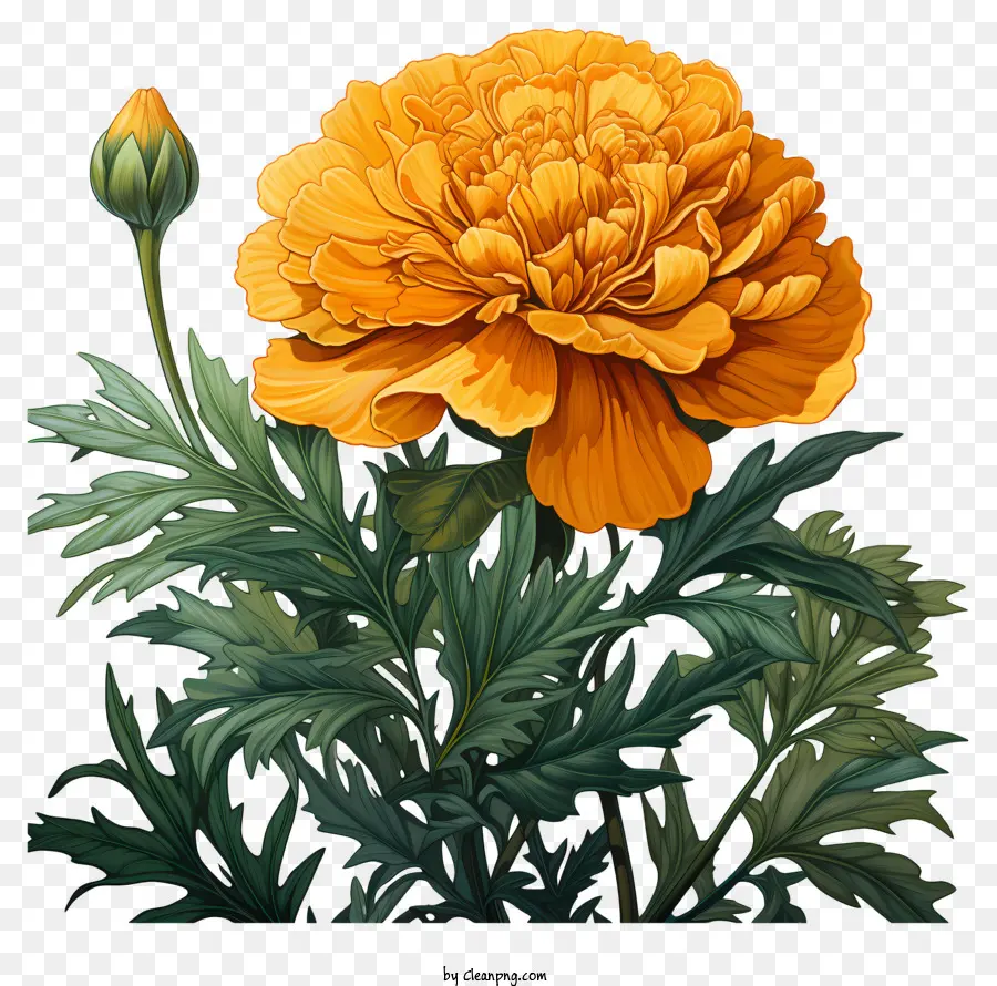 orange marigold flower green stem small leaves full bloom single flower