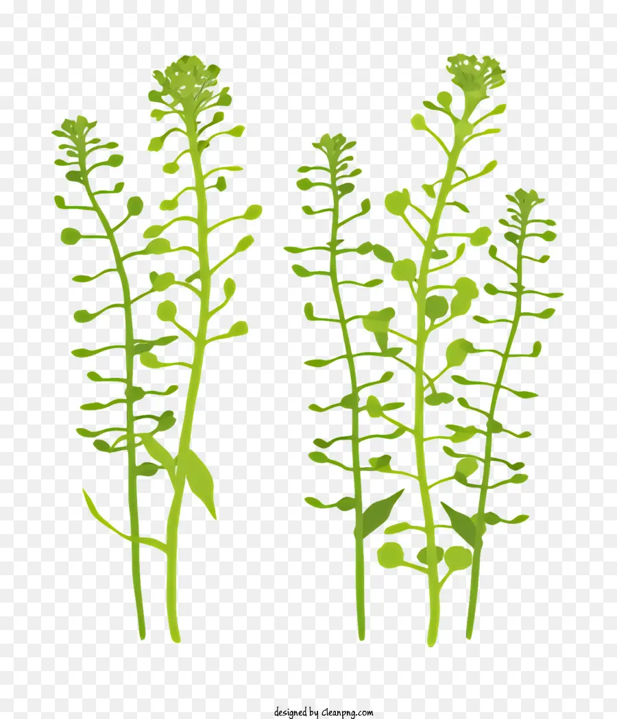 grüne Pflanze kleine Blätter Stängel Bild schwarzer Hintergrund - Grüne Pflanze mit kleinen Blättern auf schwarzem Hintergrund