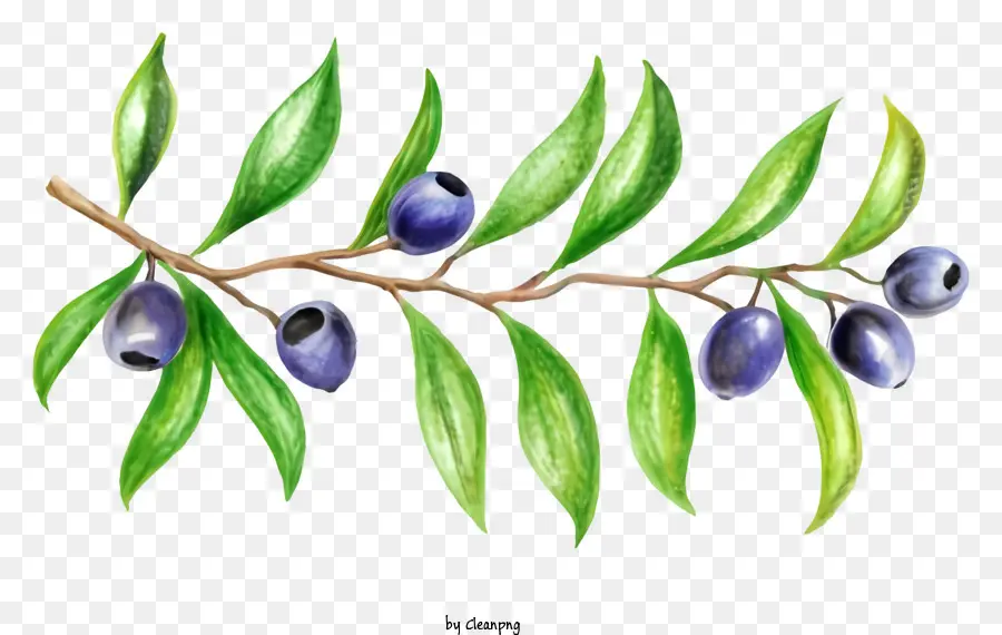 cartoon watercolor painting branch green leaves blueberries