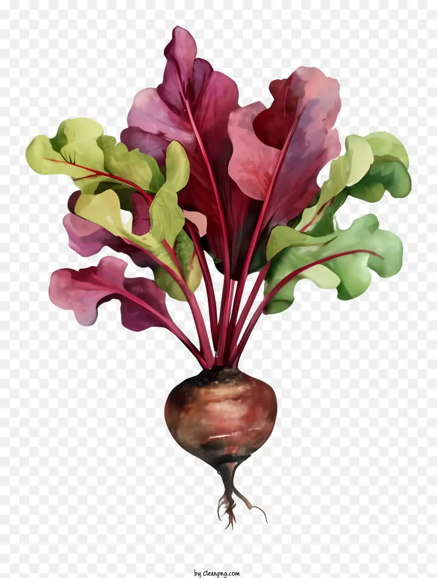 cartoon red beet green leaves red roots purple roots