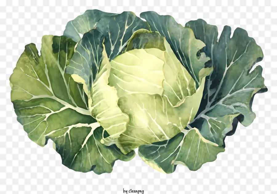 cartoon watercolor illustration head of cabbage green cabbage yellow inner leaves