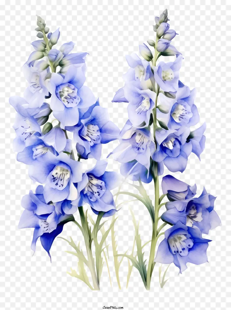 Blaue Blume - Blaue Blume mit großen Blütenblättern, umgeben von weißen Blumen umgeben