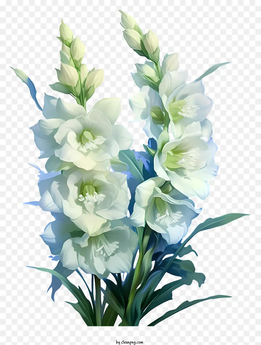 Elegante Delphiniumblume weiße Blüten lange Stiele grüne Blätter schwarzer Hintergrund - Realistisches Bild von lebendigen weißen Blüten auf Schwarz