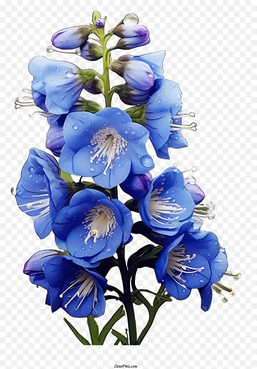 Minimalisierte flache Vektor -Illustration Delphinium Blütenblau Blütepflanze kleine weiße Blüten aufrechte Blütenstiele - Blaue Blume mit kleinen weißen Blüten, angenehmer Duft