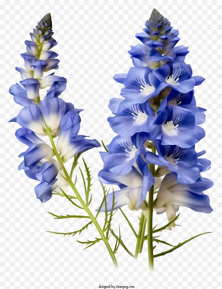 Blütenstiel - Blaue und weiße Blumen mit gelben/weißen Zentren