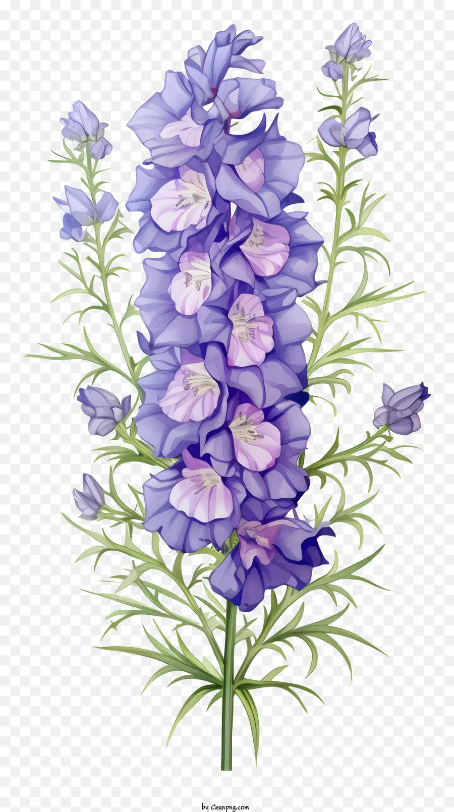 hoa màu xanh - Hoa màu xanh với cánh hoa màu tím và trung tâm màu trắng