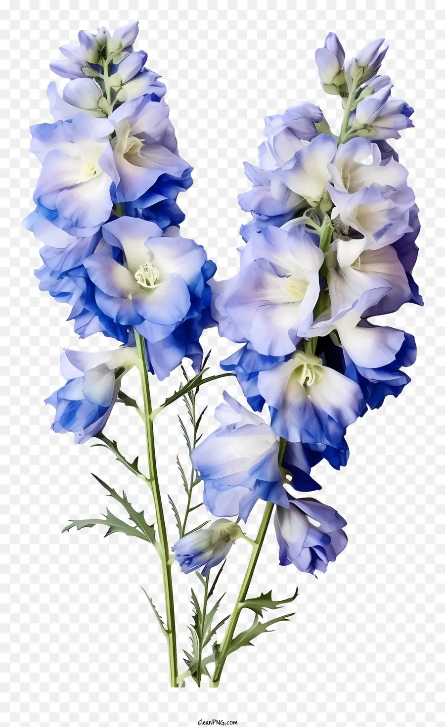 fiore blu - Fiore blu e bianco circondato da foglie verdi