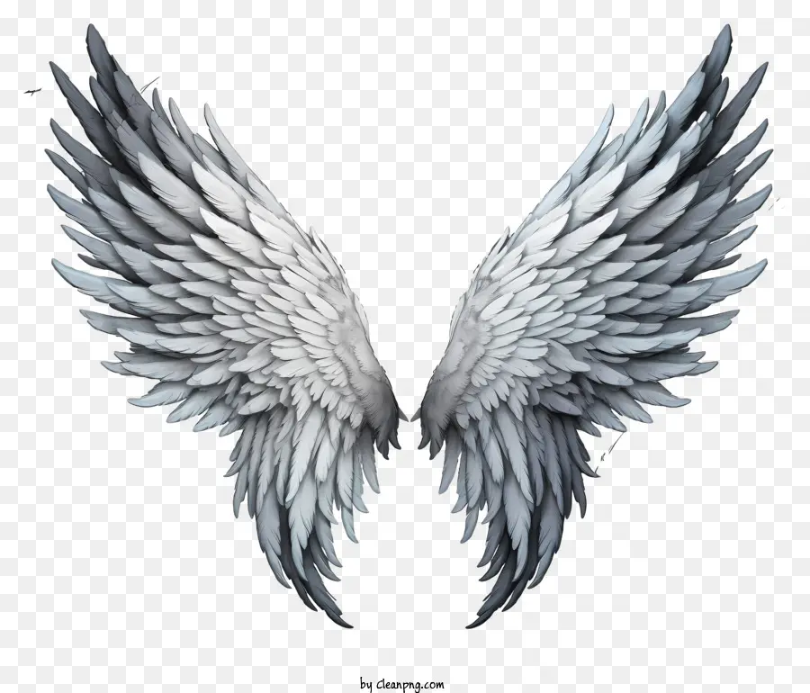 Phác thảo đôi cánh thiên thần đôi cánh thiên thần trắng cánh đối xứng cánh được sắp xếp theo hình chữ v hình chữ V đầu cánh đầu cánh - Đôi cánh thiên thần đen trắng, đối xứng và cuộn tròn