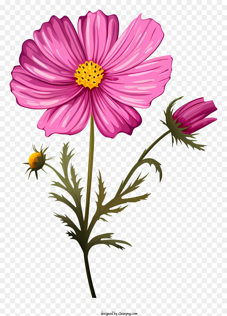 Pink Flower With Yellow Center And Five