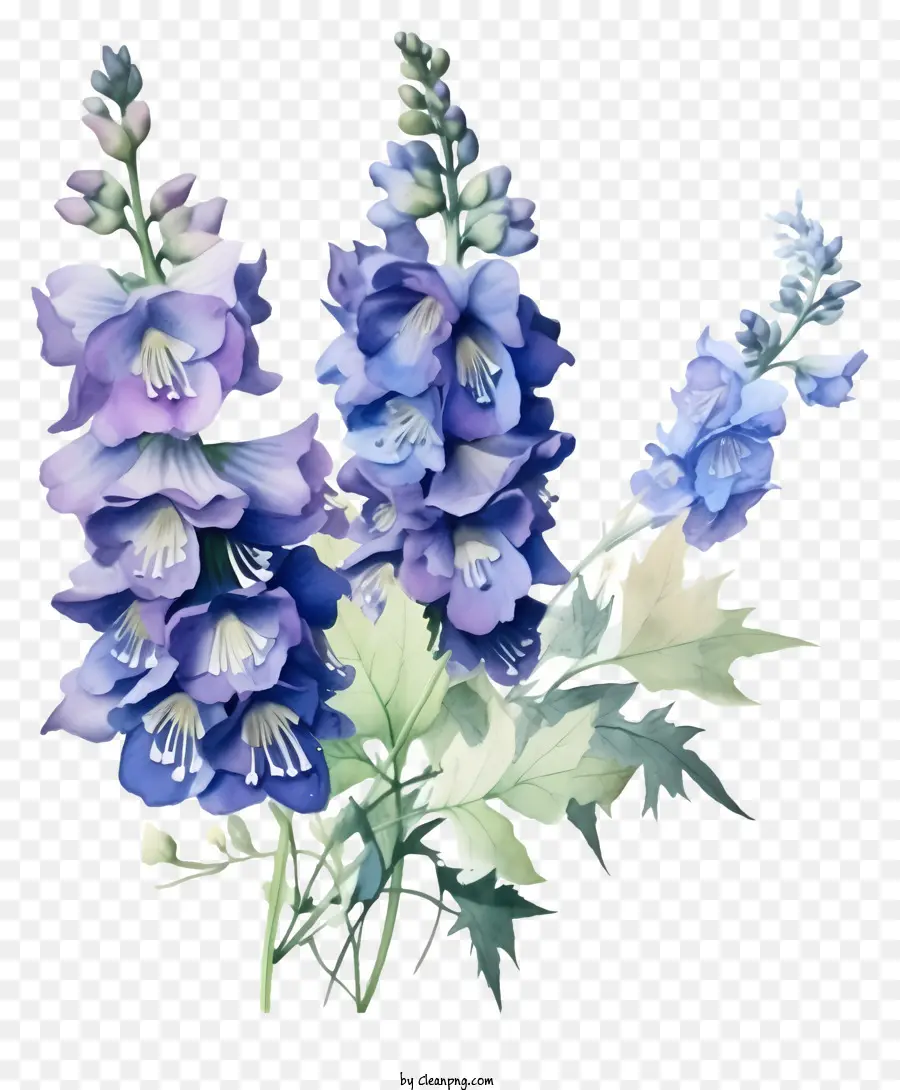 Tranh trang trí Delphinium Hoa Màu nước minh họa màu tím Hoa màu xanh - Hình minh họa màu nước của hoa màu tím và xanh