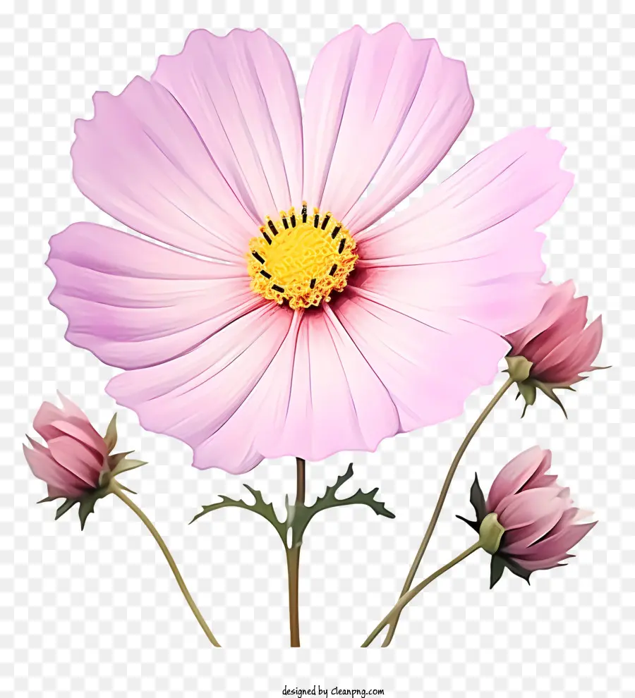fiore rosa - Fiore rosa con petali grandi e piccoli