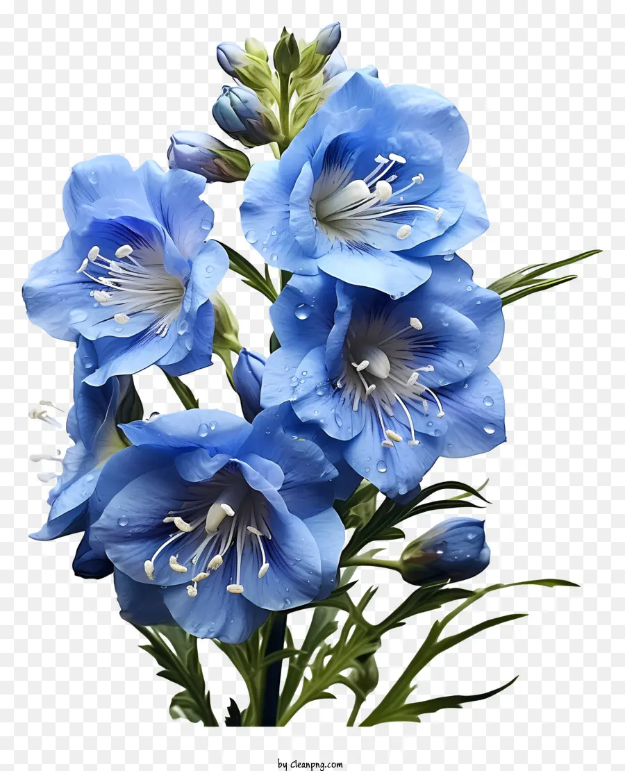 fiore blu - Fiore blu con centri bianchi, appassire, goccioline d'acqua, simmetrici