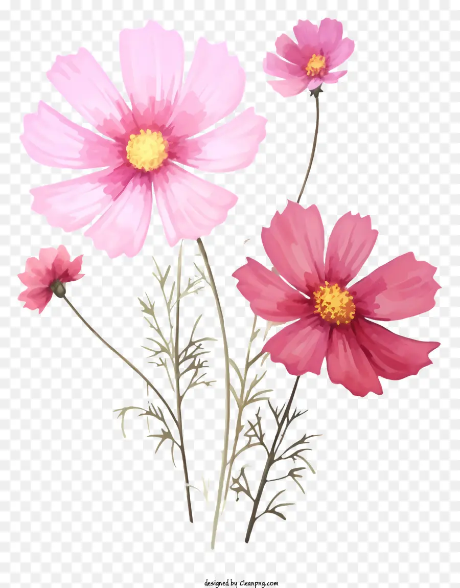 Dipinti decorativi Cosmos dipinti floreali di fiori rosa bouquet - Bouquet di fiori rosa con sfondo nero minimo