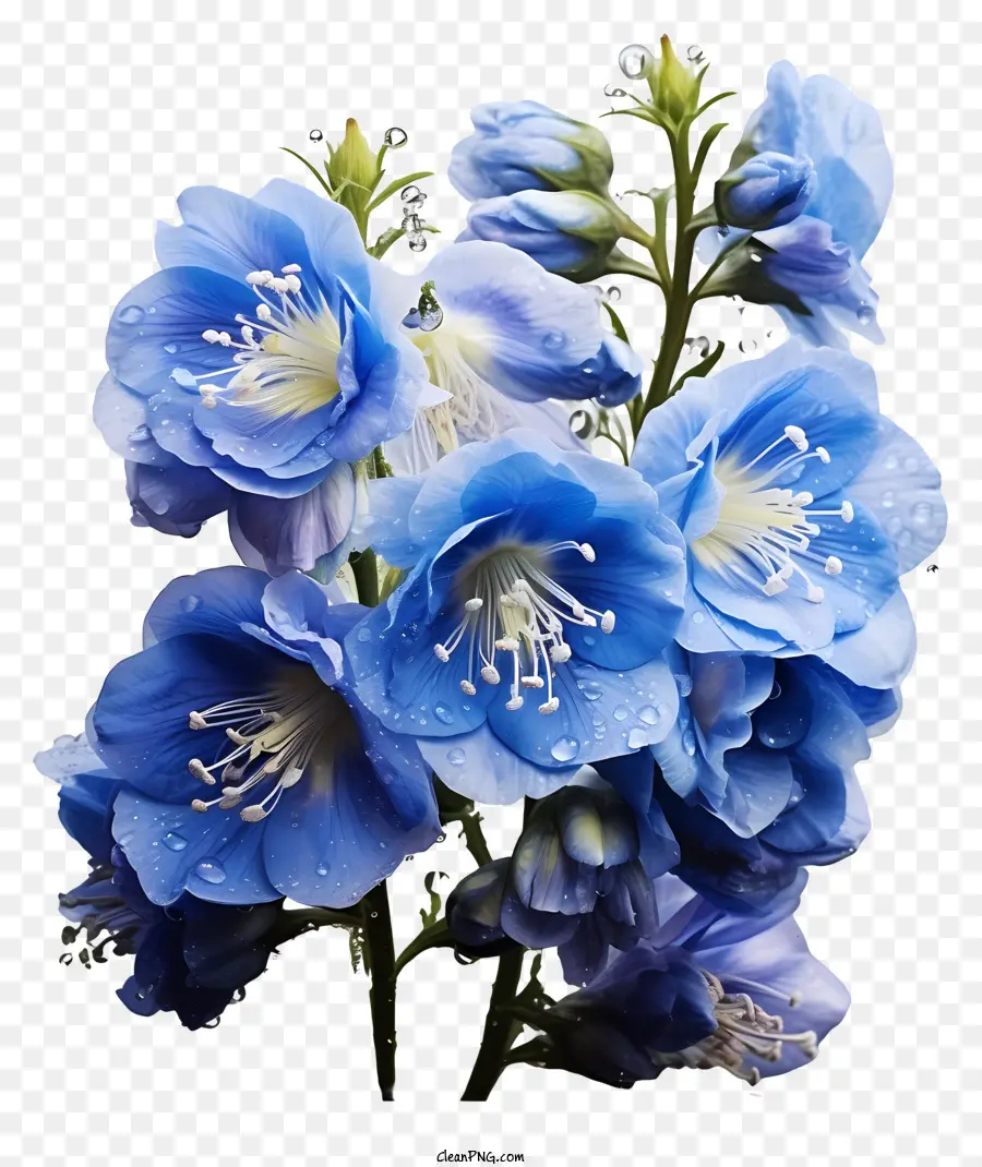 Delphinium Flower Blue Flowers Bouquet Acqua goccioline petali - Fiori blu con gocce d'acqua, leggermente appassiti