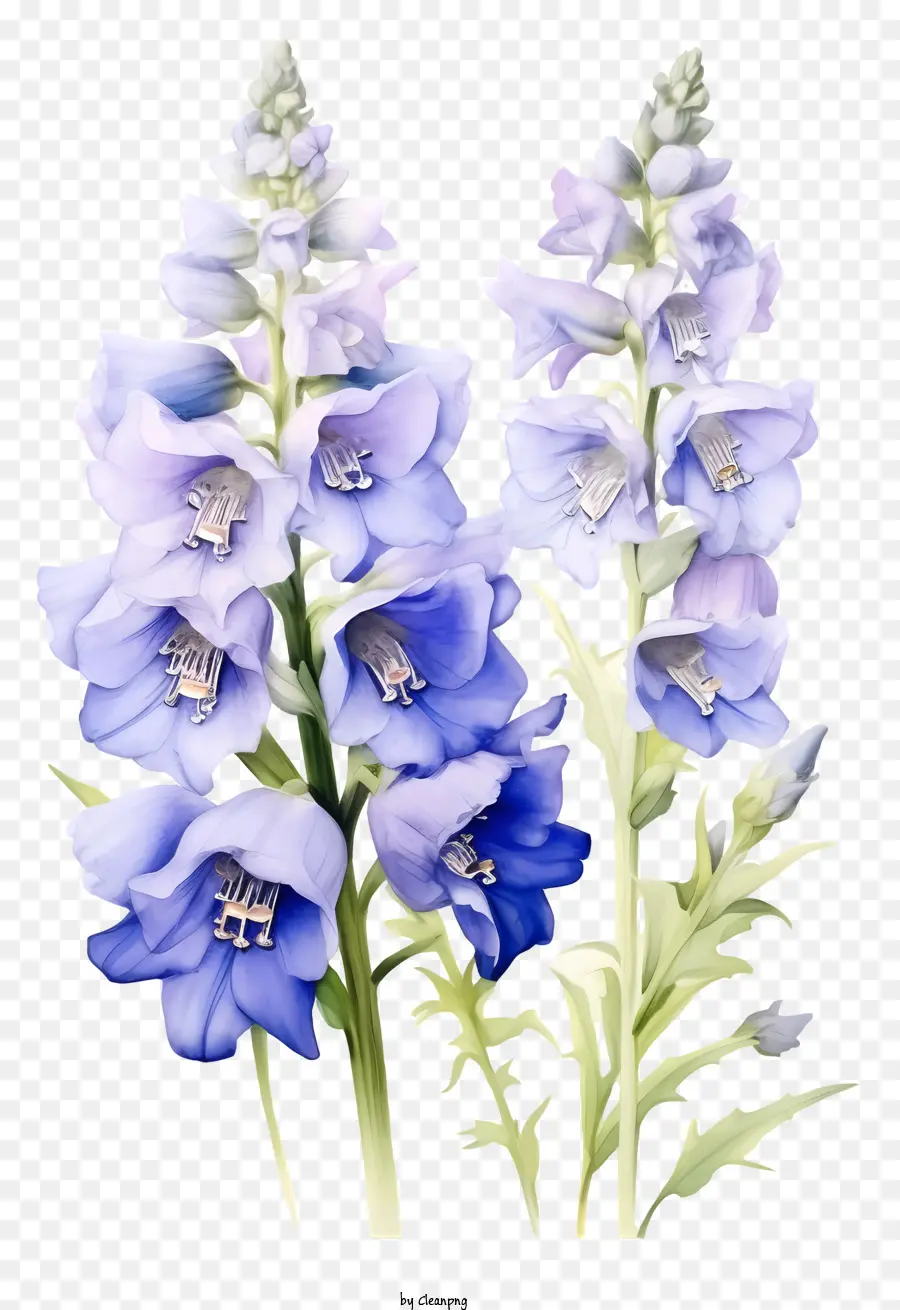 Delphinium Blume blaue Blüten lila Blüten Blumenhaufen voller Blüte - Cluster von blauen und lila schimmernden Blumen