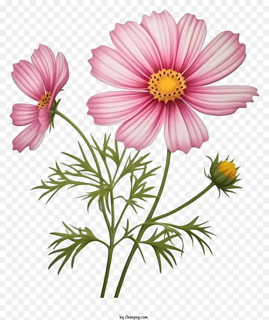 realistic 3d cosmos flower pink flowers bouquet green leaves black background