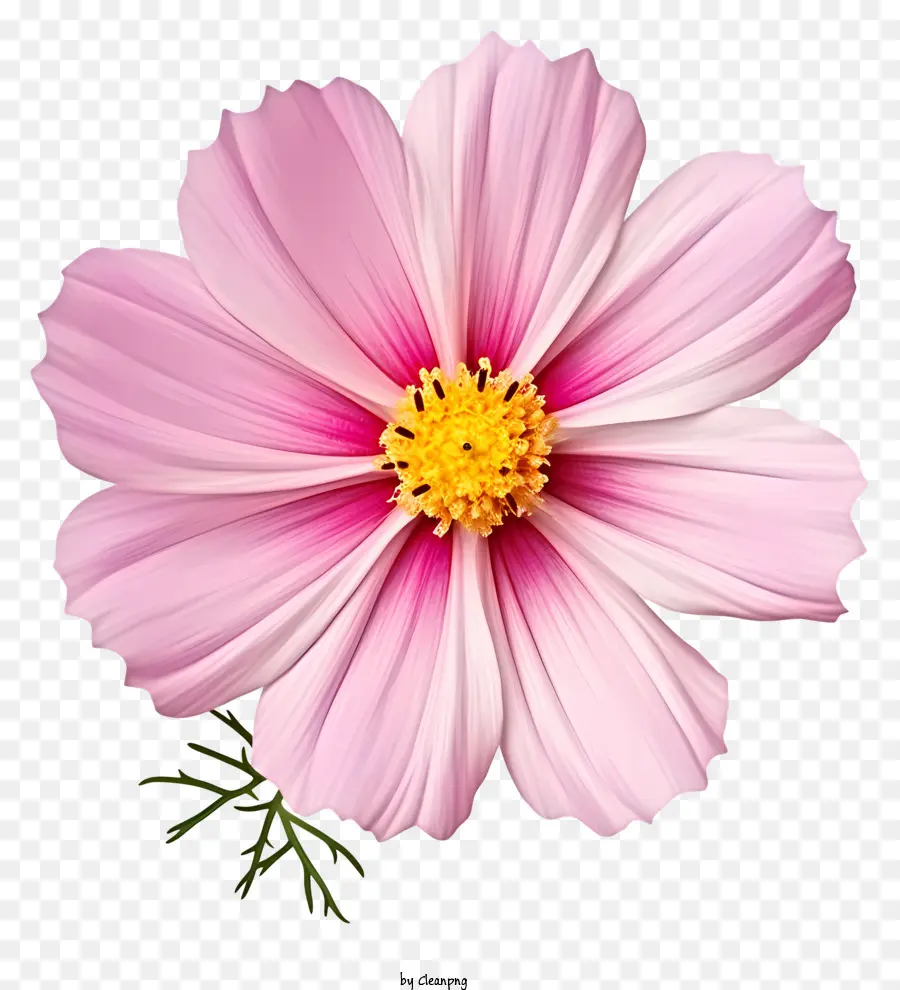 rosa Blume - Nahaufnahme der rosa Blume auf schwarzem Hintergrund