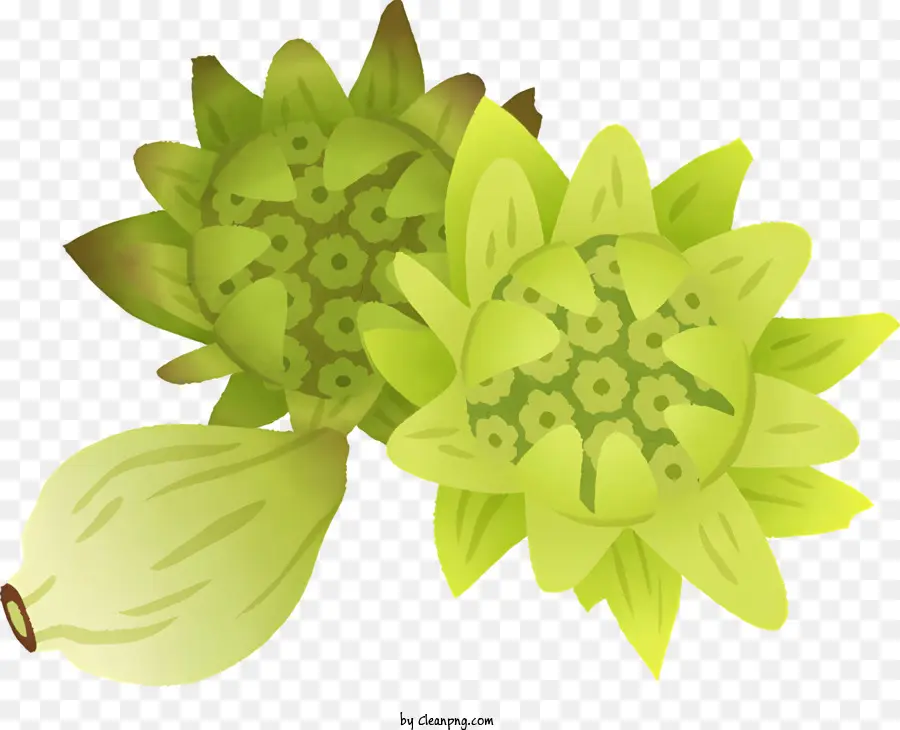 Cartoongrüne Blumen Knospen oder Samen fünf Blütenblätter fünf grüne Blätter - Zwei grüne Blütenknospen mit fünf Blütenblättern