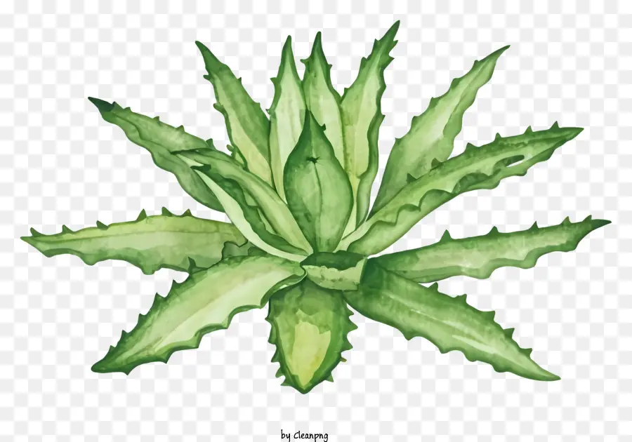 Phim hoạt hình Aloe Vera Plant Plant Green Aloe Lá cuộn lá - Mô tả màu nước nghệ thuật của một cây lô hội tự nhiên