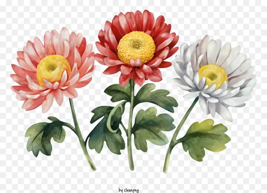 Cartoon Chrysanthemum Flowers Chrysantemum rosso Chrysantemums Chrysantemums gialli - Immagine brillante e vivida di fiori di crisantemo con rugiada
