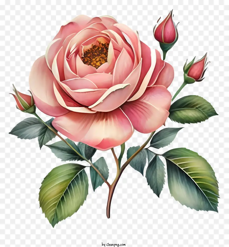 hoa hồng màu hồng - Bức tranh hoa hồng hồng với cánh hoa mở trên nền đen