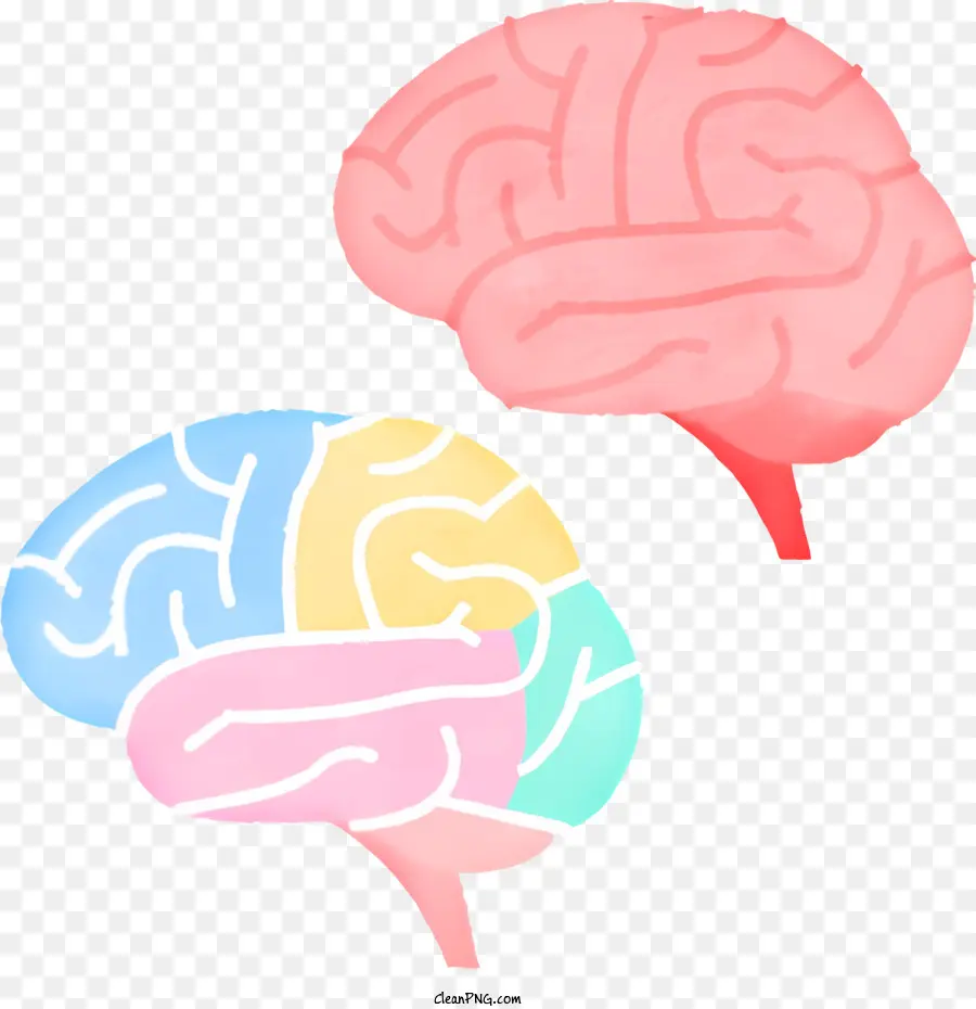 cartoon brain gray matter white matter nervous system