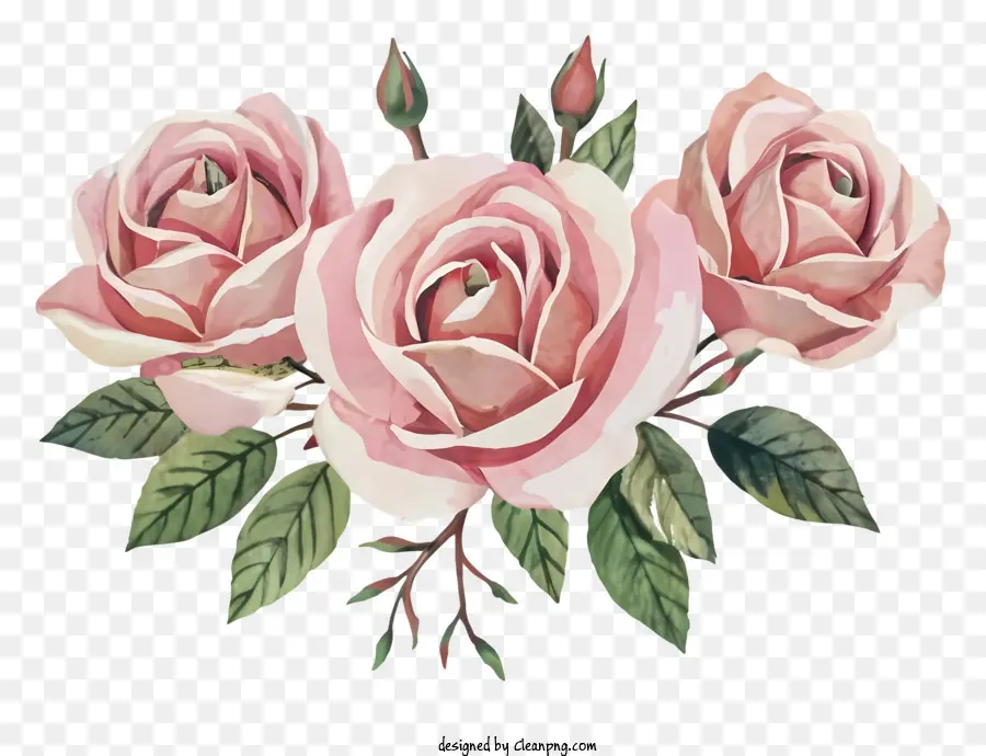 rosa Rosen - Zarte rosa Rosen mit grünen Blättern auf schwarzem Hintergrund