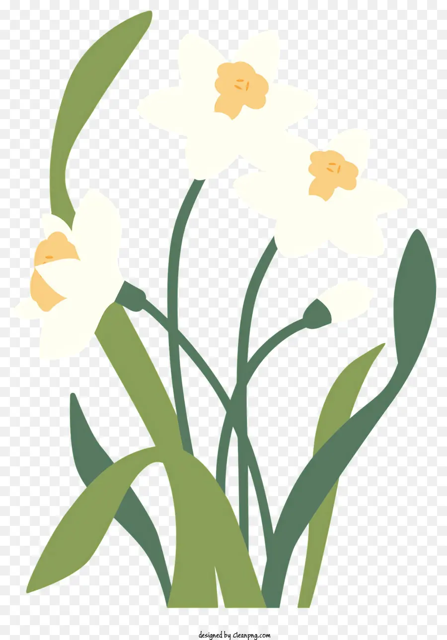 Phim hoạt hình Daffodils màu xanh lá cây màu xanh lá cây hoa thủy tiên gốc của hoa thủy tiên - Daffodils trắng với lá màu xanh lá cây trên nền đen