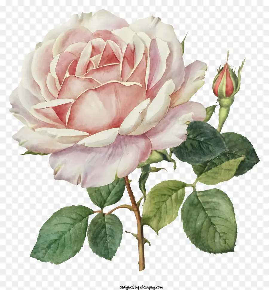 rosa rose - Rosa Rose in voller Blüte mit grünen Blättern