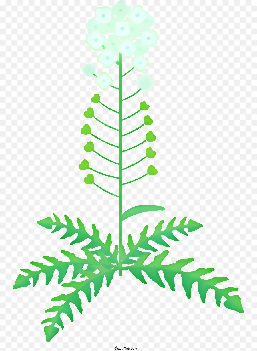 Blume Zeichnung - Eine kreisförmige grün -weiße Blume mit Blättern