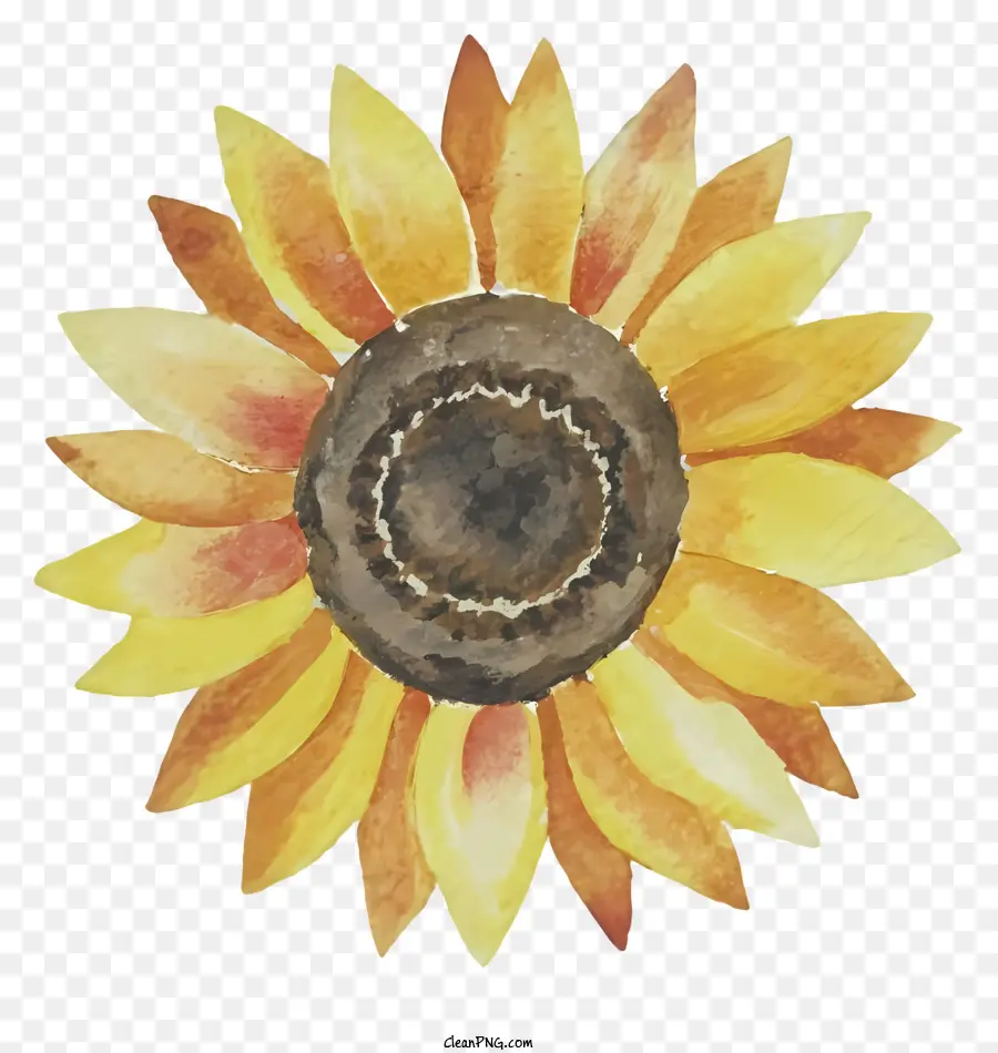 Sonnenblume - Wilde, gelbe Sonnenblume vor schwarzem Hintergrund