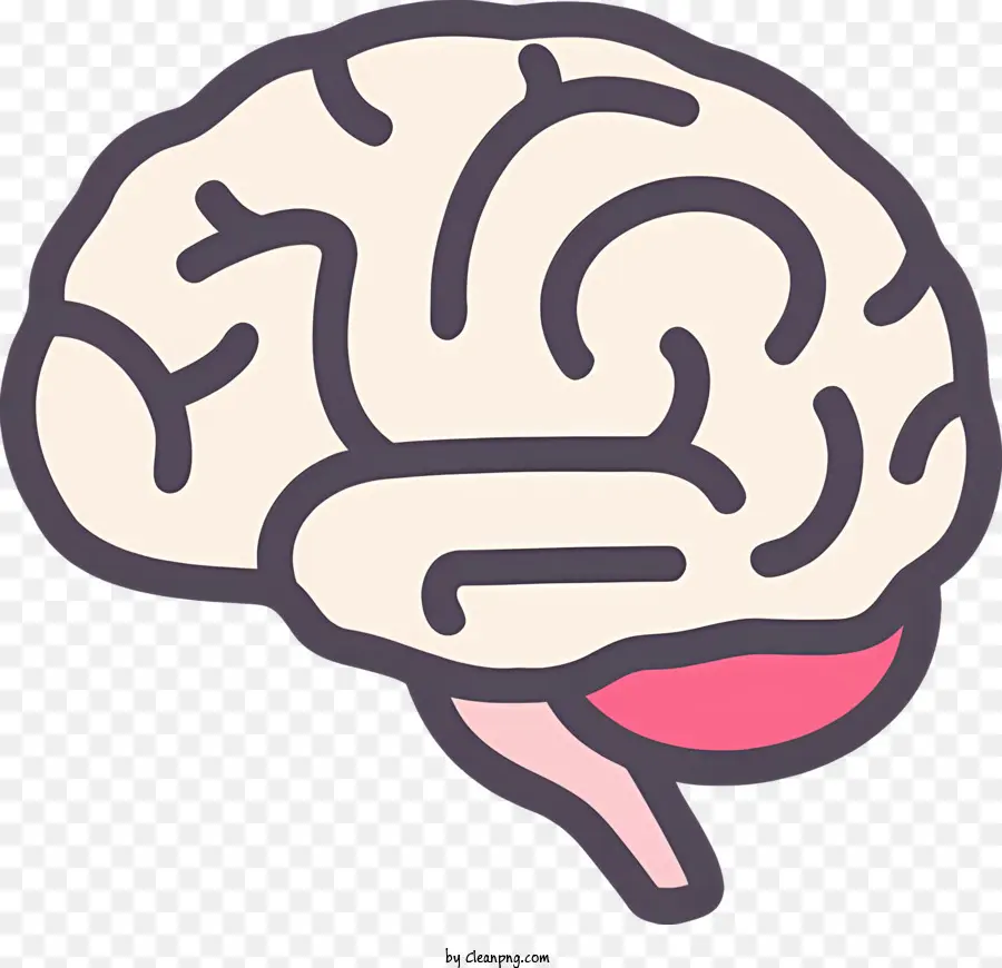 sezione cerebrale umana medica sezione cerebrale rosa e viola tagliata a metà - Una sezione trasversale realistica del cervello umano