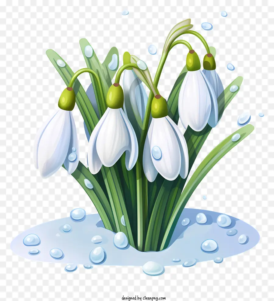 fiori di primavera - Immagine: bucaneve bianche con gocce d'acqua