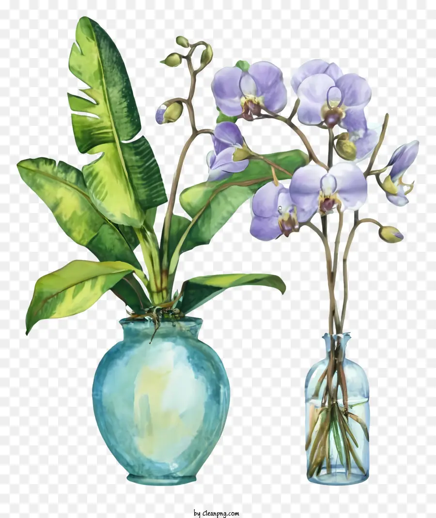Cây bình hoạt hình hoa lan màu tím - Bình với hai hoa lan màu tím trên bàn
