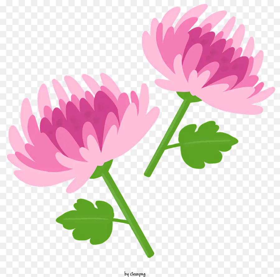 Icon Pink Blumen Chloranthus Blütenblätter Blütenblätter - Zwei rosa Chloranthus -Blumen auf schwarzem Hintergrund
